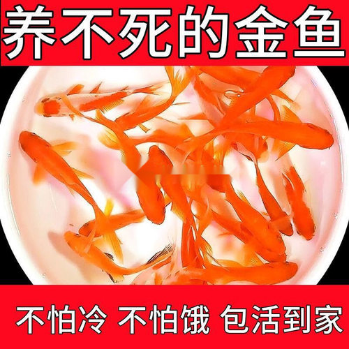【活动中】养不死的草金鱼观赏鱼招财小金鱼耐活好养冷水活鱼