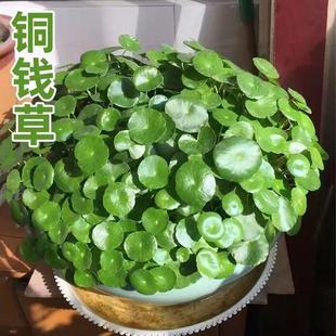 铜钱草招财水培植物办公室桌面盆栽金钱草花卉室内水养绿植吸甲醛