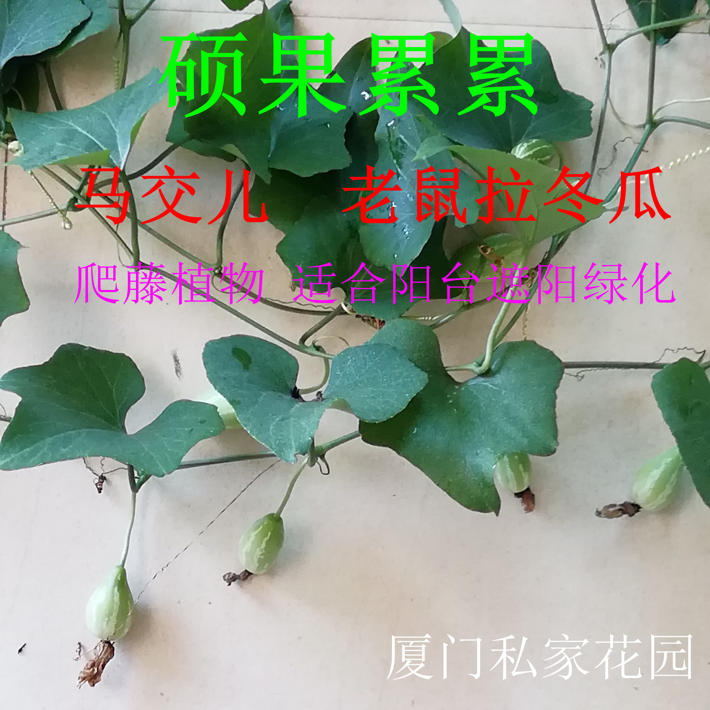 马交儿 老鼠拉冬瓜 土花粉 土白蔹 藤本爬藤植物观果观叶满包邮