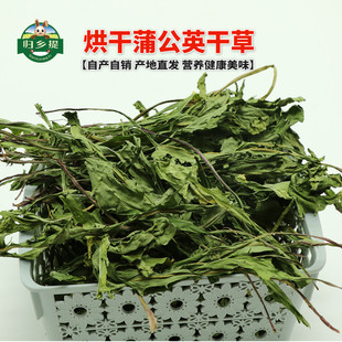 2025烘干大葉蒲公英干草歸鄉提兔子食物草豚鼠龍貓荷蘭豬飼料零食