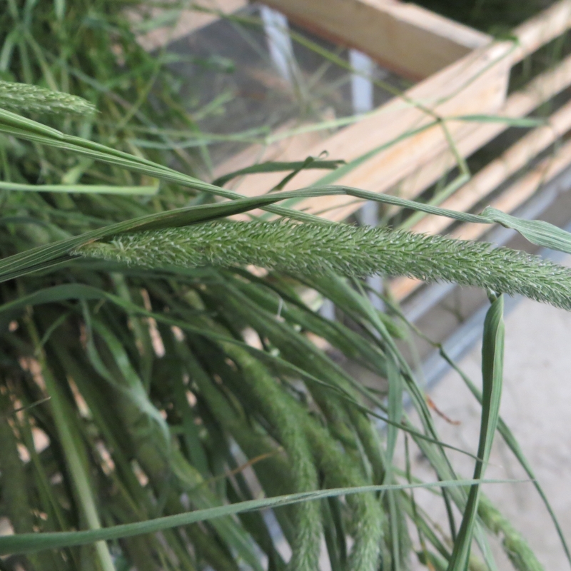 烘干有穗提草提摩西草归乡提干草