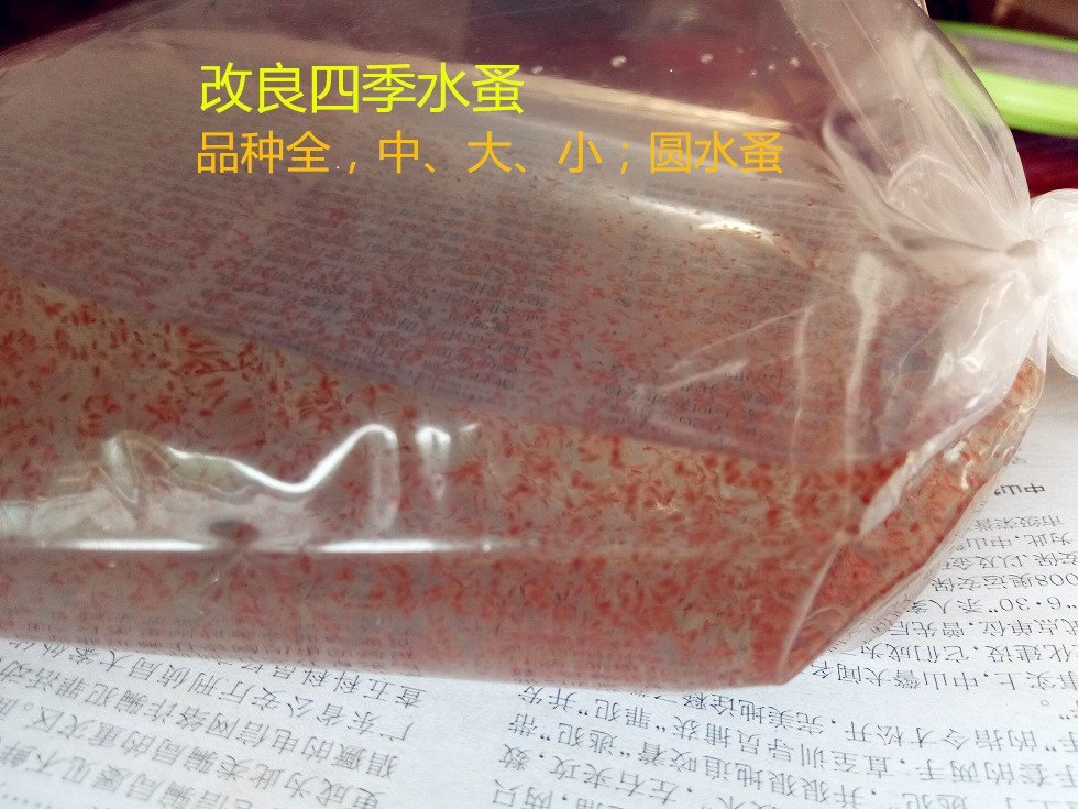 活水蚤圆水蚤红虫买家可养殖自家培殖不含病毒送清洁小螺19包邮