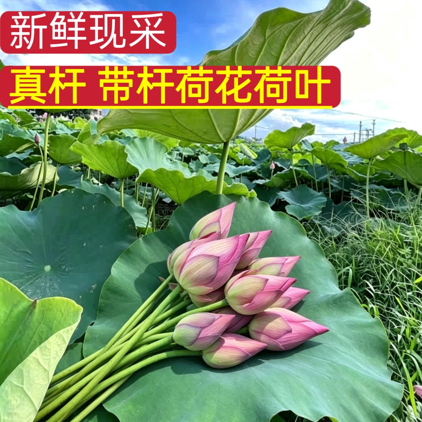 现摘带杆荷花荷叶新鲜荷花花束真杆莲花鲜花花苞家用插花制作干花