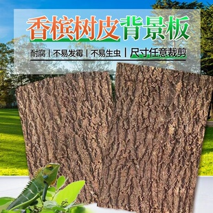 香槟真树皮背景板宠物造景装饰绿植墙爬宠箱守宫蜥蜴躲避饲养箱
