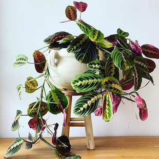 叶蝉竹芋盆栽植物红脉白脉蜻蜓观叶垂吊悬挂室内外耐阴绿植