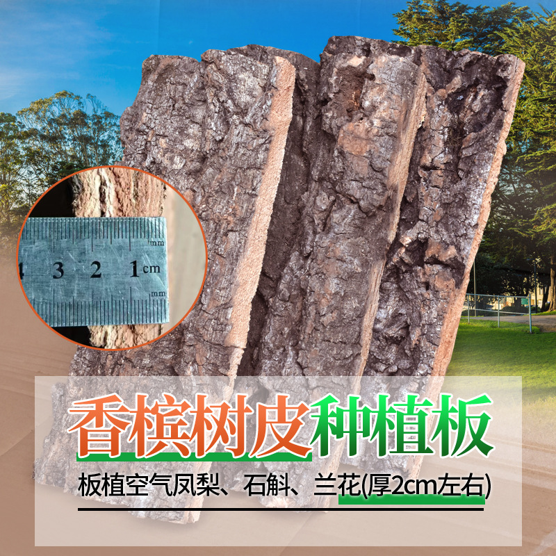 天然软木香槟树真树皮厚板蝴蝶兰鹿角蕨板植空气凤梨兰花种植板