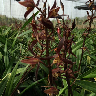 绿叶兰花企黑兰草报岁兰兰花草墨兰兰苗墨兰年花好养绿植盆栽花卉