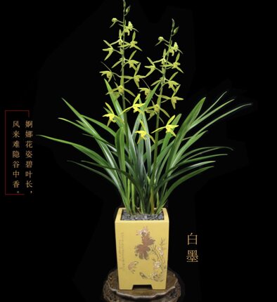 兰花草报岁兰兰草墨兰企剑白墨兰花苗盆栽绿植年花绿植盆栽花卉