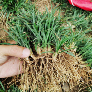 日本矮麦冬草耐寒别墅庭院草坪植物四季常青麦冬草玉龙草宿根植物