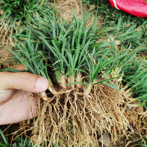 日本矮麦冬草耐寒别墅庭院草坪植物四季常青麦冬草玉龙草宿根植物 - 封面
