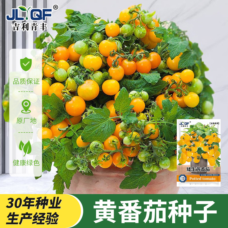 盆栽矮生黄珍珠樱桃番茄西红柿圣女果四季春夏秋冬季蔬菜种子籽孑