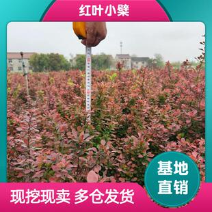 红叶紫叶小檗树苗别墅绿篱色块庭院花镜植物北方耐寒绿植绿化苗木