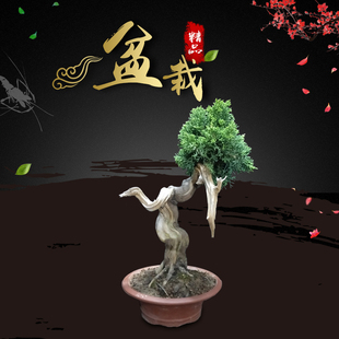 日本系鱼川真柏盆景真柏苗原生系鱼川真柏盆景济州黄金柏孤品