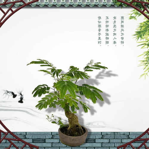 室内微行盆景合欢树苗绒花树马缨芙蓉树素材盆载苗矮化阳台庭院