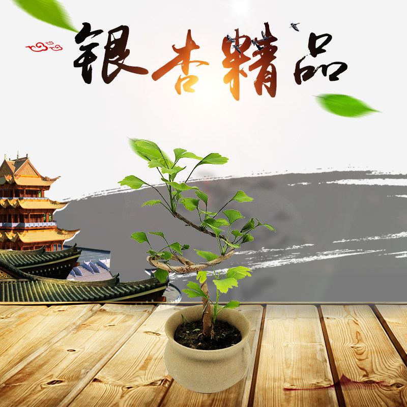 特价银杏微型盆景 迷你白果树树桩盆栽 绿植小品观叶植物两件包邮