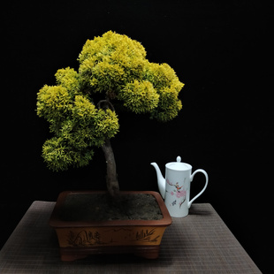 正品 黄金真柏系鱼川盆景老根树桩绿植盆栽黑松新西兰珍珠柏盆栽