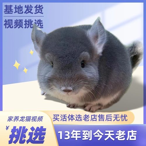 长毛龙猫幼崽活体宠物学生寝室过