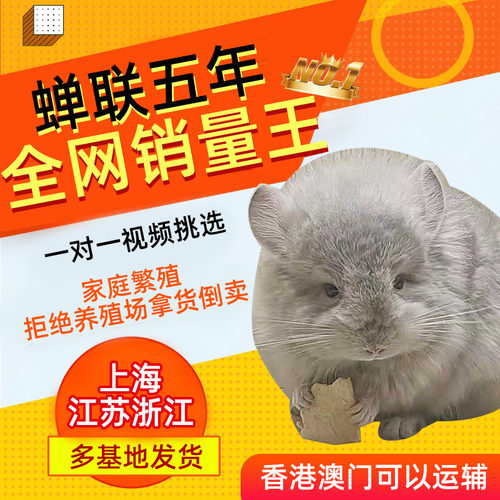 家养活体宠物标灰龙猫公仔毛绒