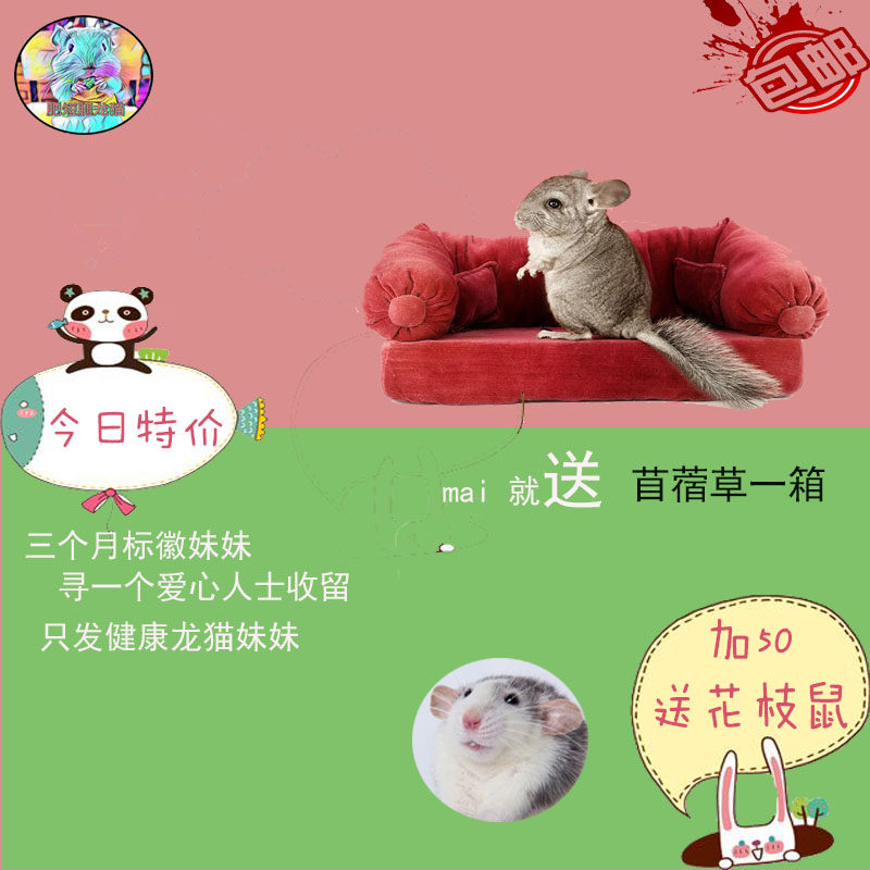 自家繁殖標灰妹妹三個月健康龍貓房子全國包郵龍貓灰色小寵在類目 寵物/寵物食品及用品, 倉鼠類及其它小寵, 龍貓中 - 來自Buy2taobao.com提供專業的淘寶代購服務