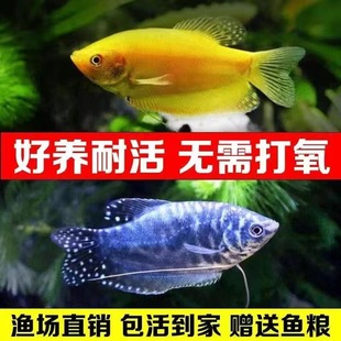 曼龙鱼活体蓝曼龙黄曼龙七彩丽丽鱼热带淡水观赏鱼好养耐活不打