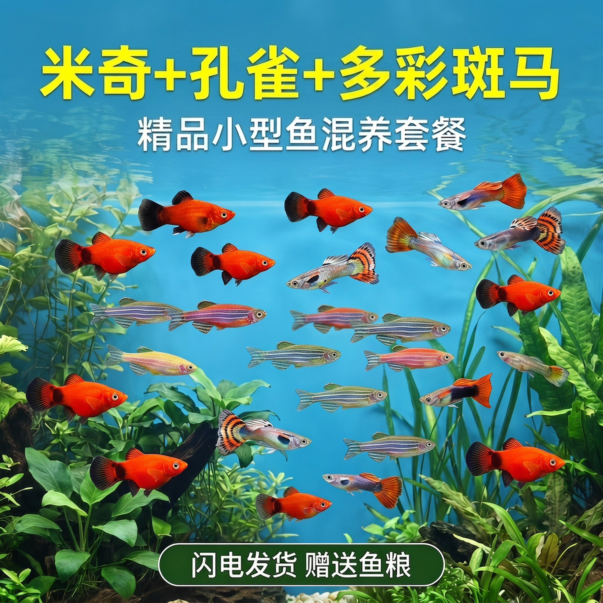 斑马孔雀天使鱼群游混养小鱼