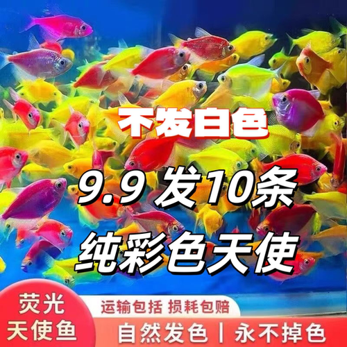 多彩天使鱼颜色艳丽天使鱼淡水