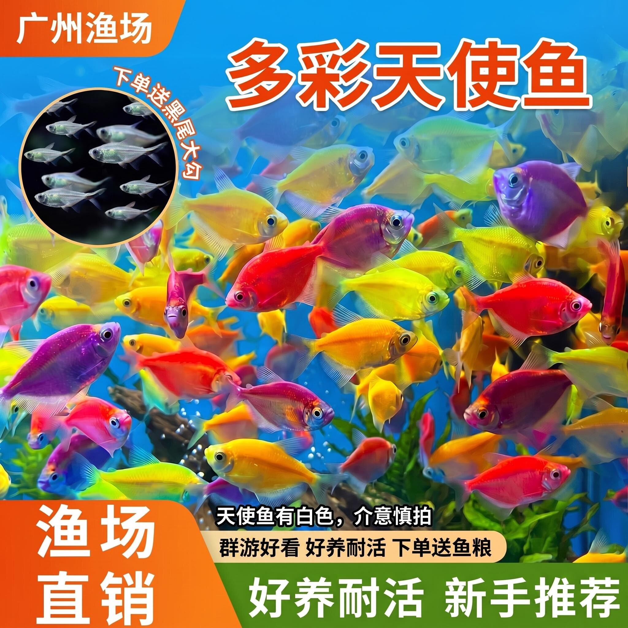 天使观赏鱼热带淡水观赏鱼群游不褪色七彩斑马鱼黑尾大勾鱼可混养