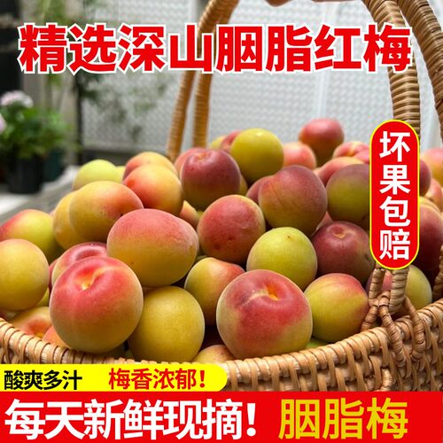 云南丽江胭脂红梅5斤泡酒诏安梅