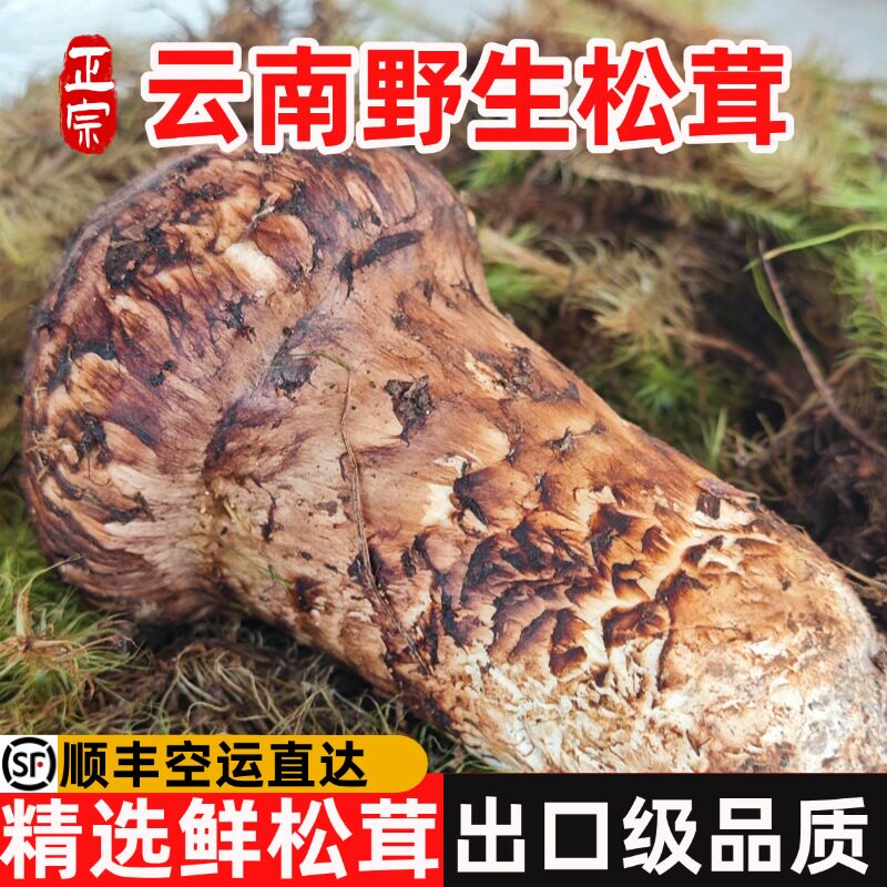 顺丰空运云南野生新鲜野生松茸图片