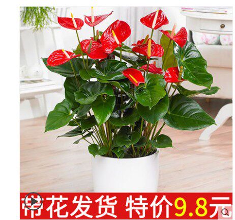凤梨红掌价格 凤梨红掌图片 星期三
