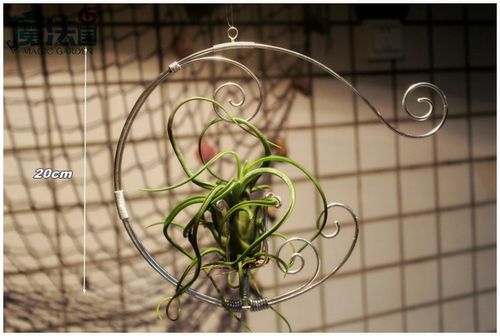 花架空气凤梨月亮创意个性吊挂