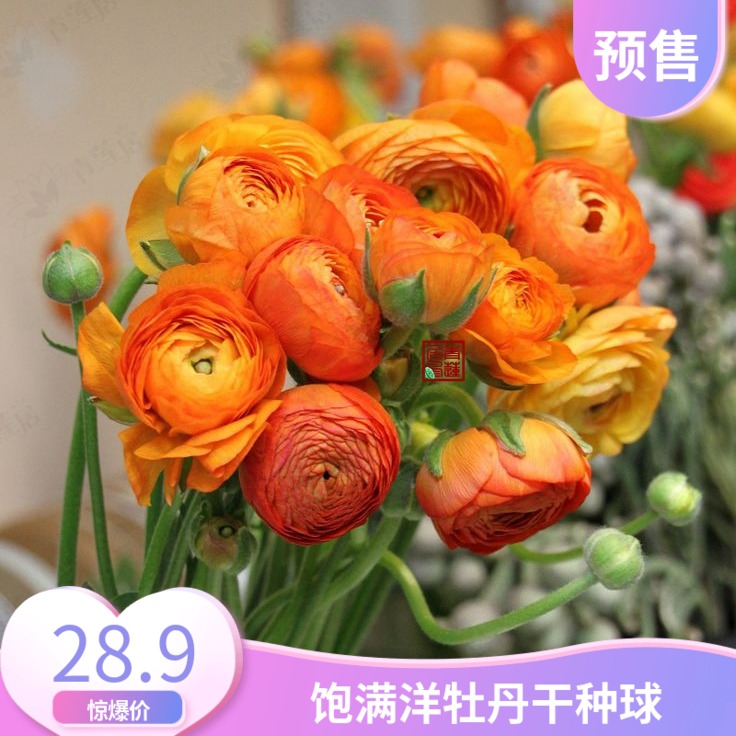 花毛茛种球多少钱 花毛茛种球优惠券免费领取 有条鱼