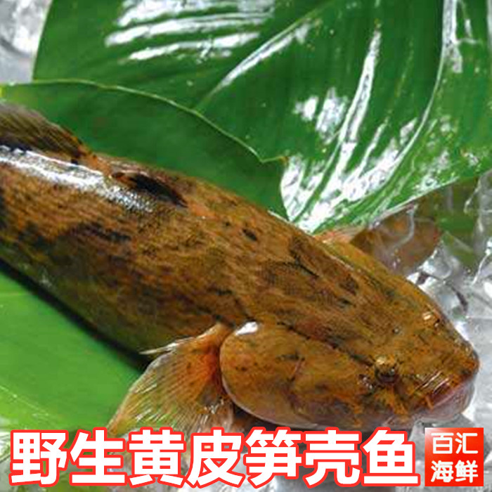 5斤/条呆子鱼土步鱼虎头鲨新鲜水产海鲜清蒸红烧