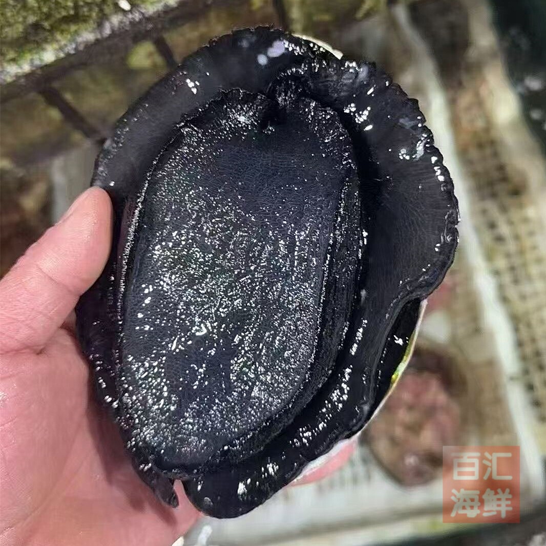 【鲜活黑金鲍鱼】单只1.5斤 新西兰鲍鱼刺身进口活鲍鱼刺身铁板