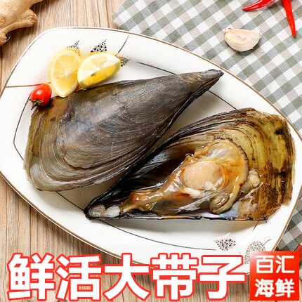 【 鲜活大带子】(3只起售)新鲜活大绿贝海带子海鲜烧烤清蒸夜宵