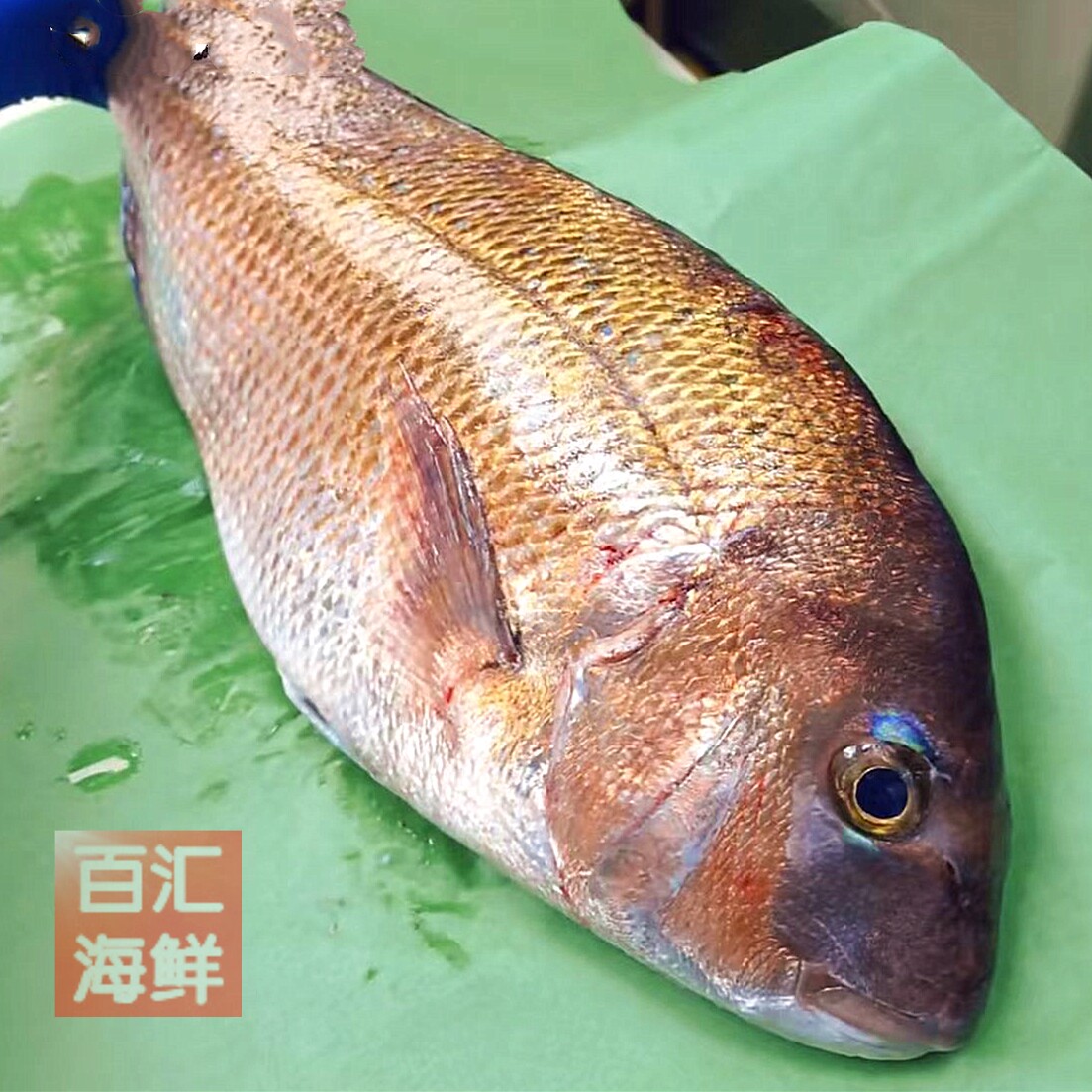 【台海真鲷鱼】4斤/条冰鲜刺身即食生鱼片真雕鱼红加吉鱼寿司日餐