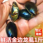 一斤 鲜活金边龙虱 100只水蟑螂活体水鳖虫射尿龟尿床水龟子
