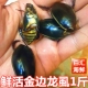 100只水蟑螂活体水鳖虫射尿龟尿床水龟子 一斤 鲜活金边龙虱