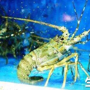 【鲜活小青龙2只】1斤约2只 新鲜青龙虾活龙虾清蒸烧烤铁板海鲜