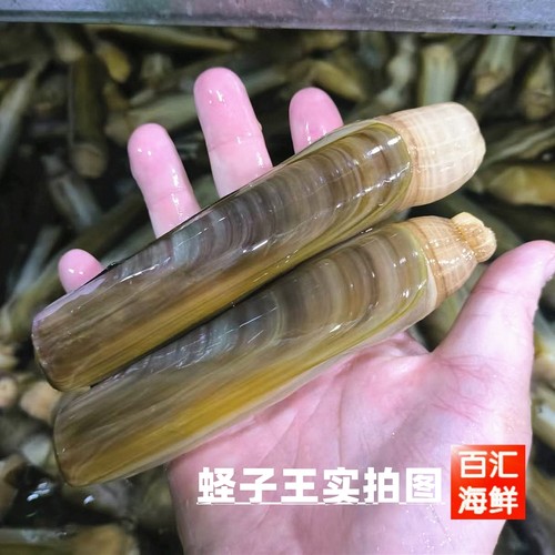 大连蛏子鲜活竹蛏500g