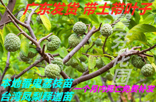 本地林檎苗果树番鬼荔枝苗嫁接台湾凤梨牛奶释迦果苗当年结果大苗