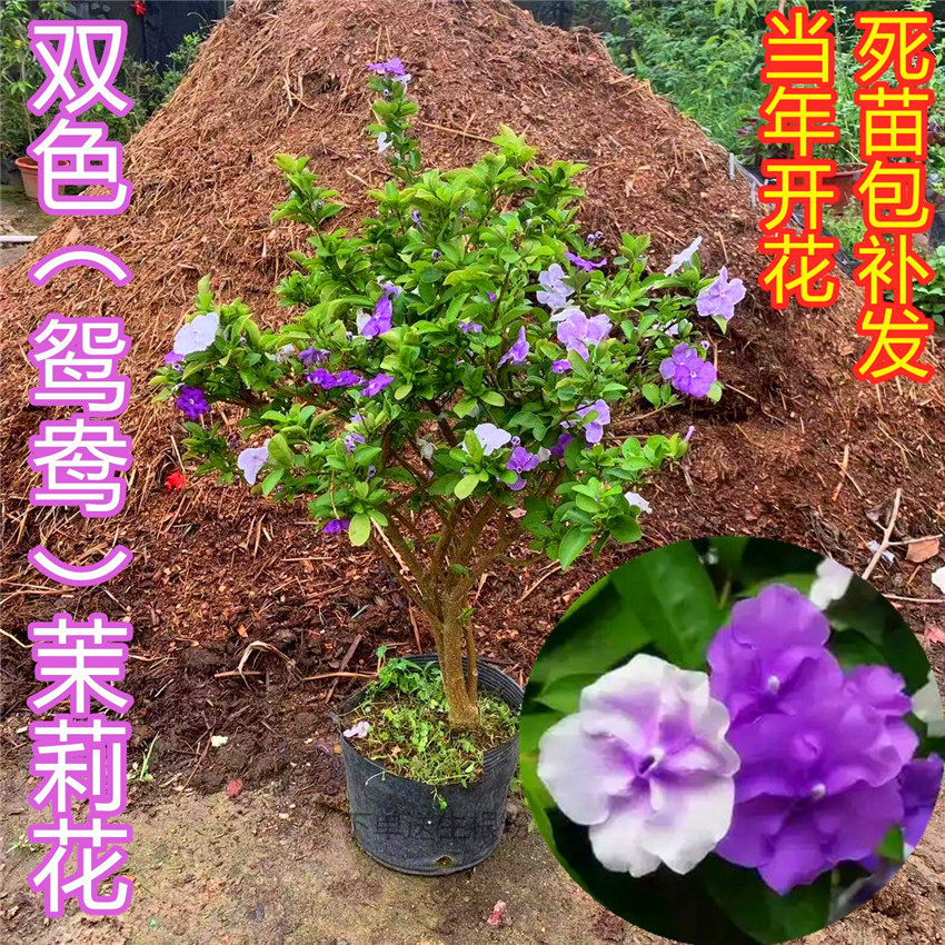 双色茉莉花苗盆栽多少钱 双色茉莉花苗盆栽优惠券免费领取 有条鱼