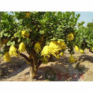 五指香橼五指橘室内外观赏盆栽果树佛手柑当年结果四季常绿果树苗