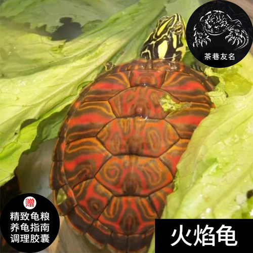 火焰龟深水龟活物家养迷你