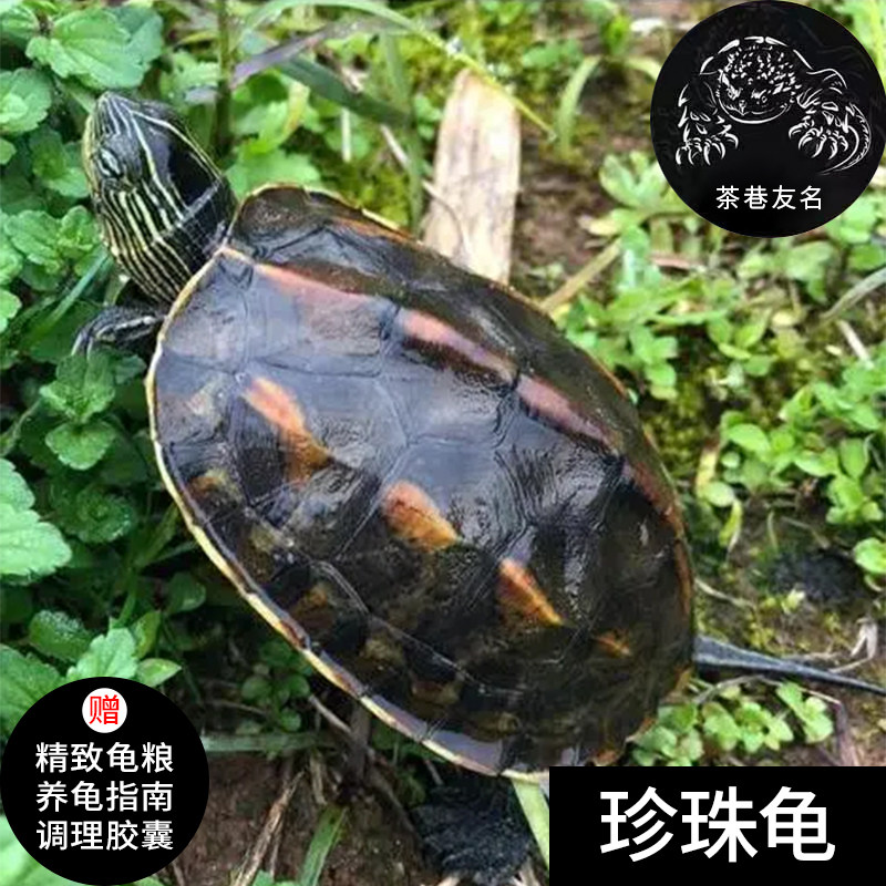 活体花龟草龟珍珠龟大乌龟宠物水龟观赏萌包活,宠物/宠物食品及用品,龟/鳖,淘宝优惠券,粉丝福利购,淘宝优惠卷