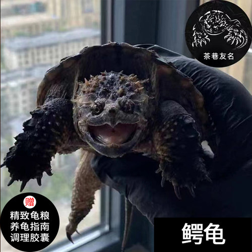 活体宠物小鳄龟活体宠物