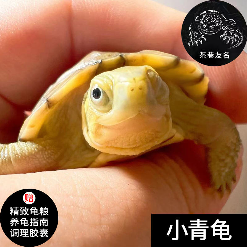 黄喉拟水龟三黄小青龟乌龟