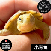 黄侯拟水龟三黄小青龟活体爬宠乌龟