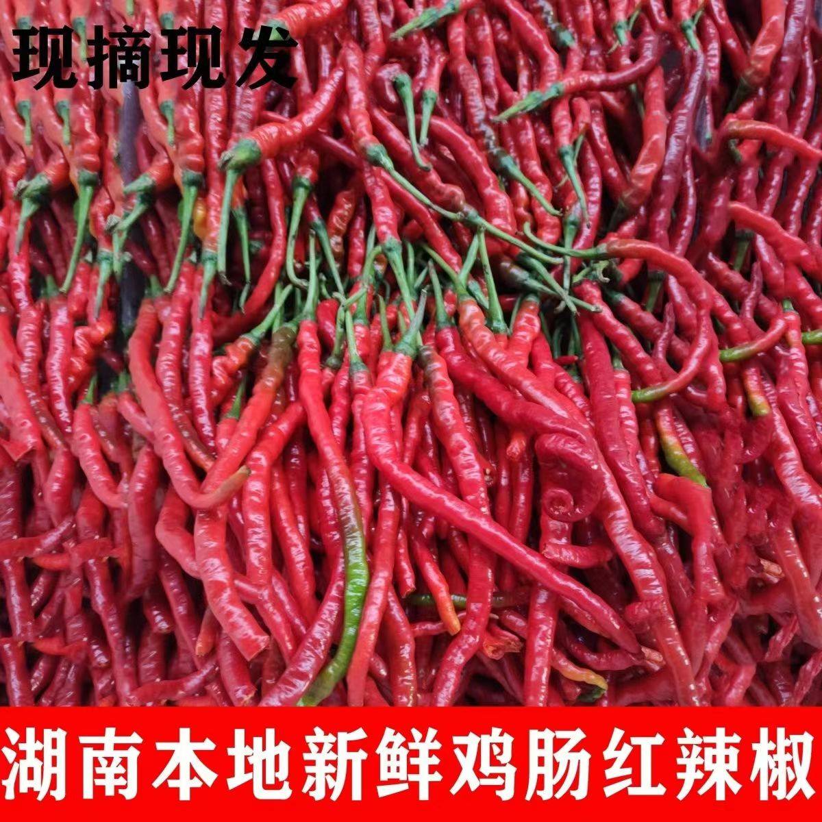 鸡肠红辣椒湖南本地特产鸡肠辣椒细长薄皮新鲜现摘红辣椒