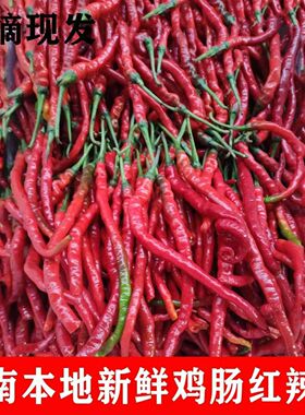 鸡肠红辣椒湖南本地特产鸡肠辣椒细长薄皮新鲜现摘红辣椒